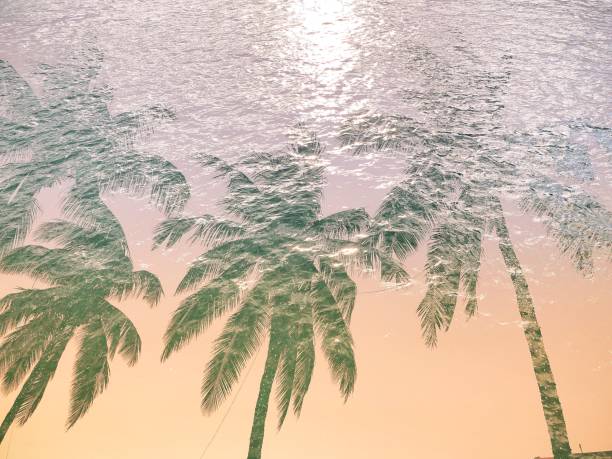 istock Tropical Palm Tree Sea Overlay 1085821062