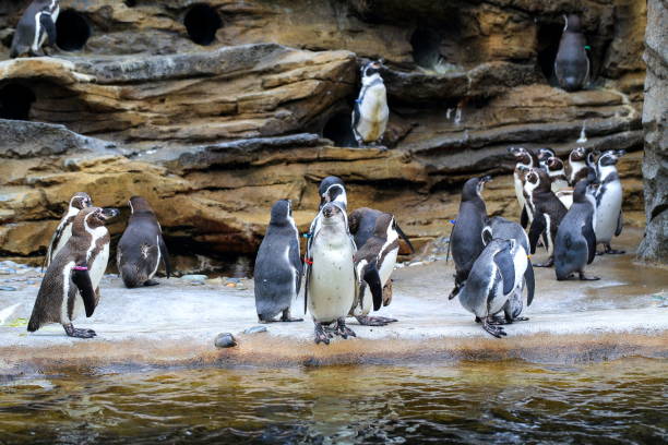 grupo de pingüinos - nobody beak animal head penguin fotografías e imágenes de stock