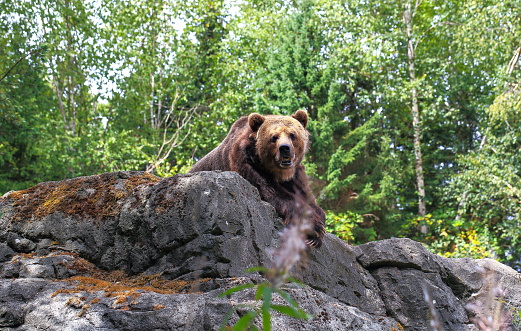 Wild  Brown Bear (Ursus Arctos) in the forest. Wild animal .