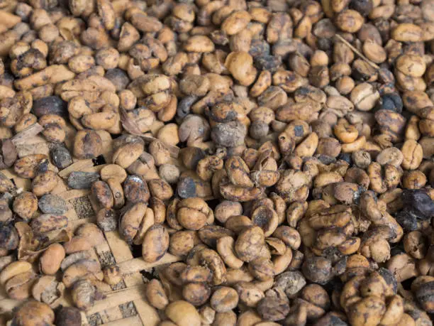 Brown Coffeebeans washed and dried before they are to be roasted