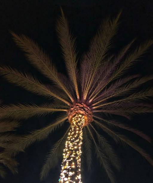 palma da vacanza - christmas palm tree island christmas lights foto e immagini stock