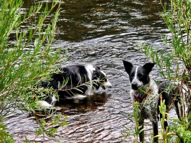 istock Two dogs in river in Colorado 1085827100