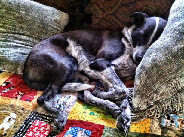 istock Hank the cow dog sleeping in smushy pillows 1085827180