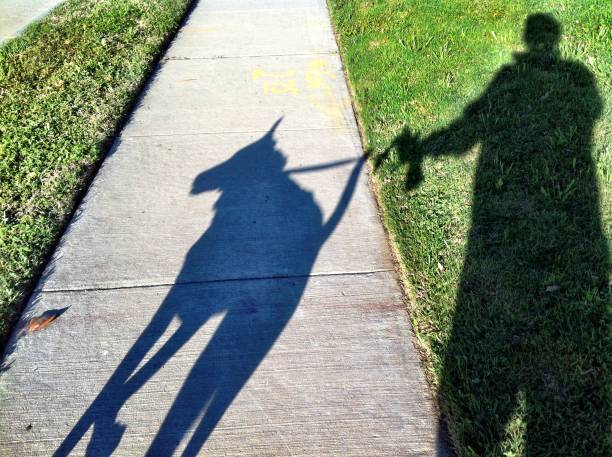 istock Shadow of Hank the cow dog on a walk 1085828196