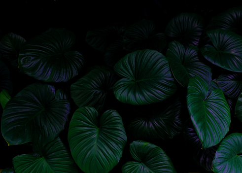Tropical green foliage leaf on dark background in natural rain forest.