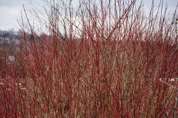 istock Thick thickets of red bushes. Cloudy winter day. 1085834730