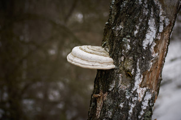 istock Chaga mushroom on birch table in winter forest. 1085834738