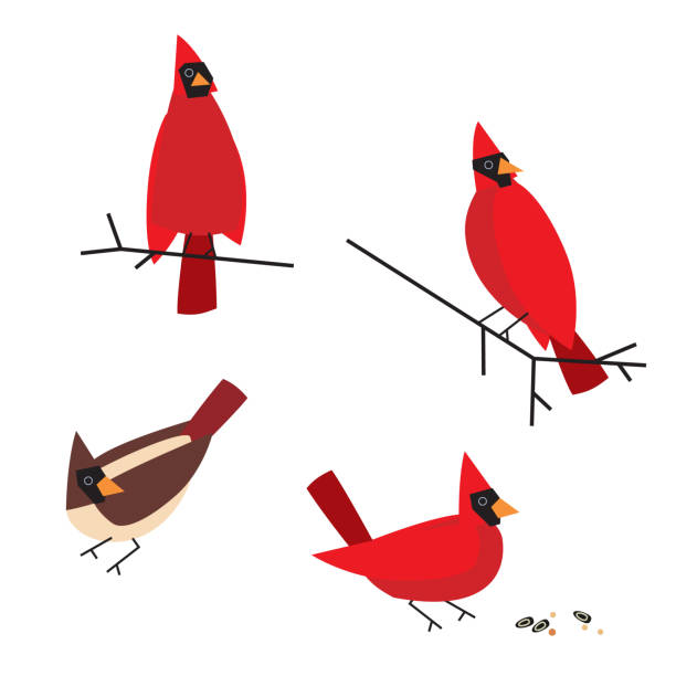 Cardinals in Snow Vector Set Four individual birds with branches and seeds female cardinal bird stock illustrations