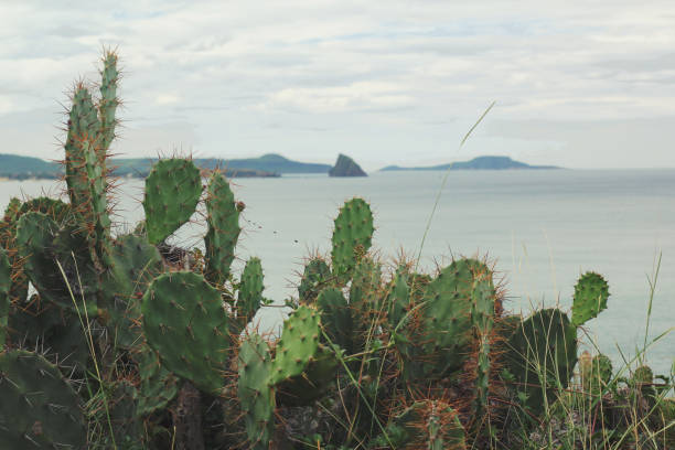 Green cactus hill beside the sea created a very beautiful landscape