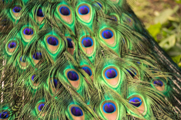 istock Peaflow bird photograph 1085844354