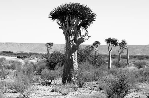 Rock formations on desert and a single tree