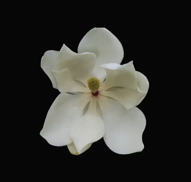 Close up of a beautiful white Magnolia flower set against a dramatic black background