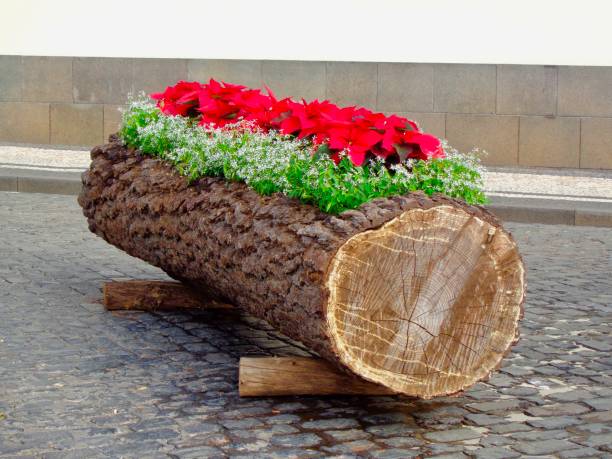 Christmas log with poinsettias The tree basket with poinsettias was showcased in Funchal, Madeira during the Christmas holidays. funchal christmas stock pictures, royalty-free photos & images