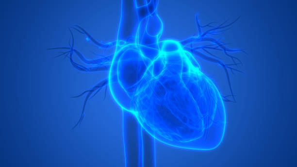 istock Human Heart Anatomy 1085854878