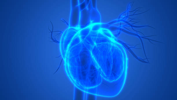 istock Human Heart Anatomy 1085854932