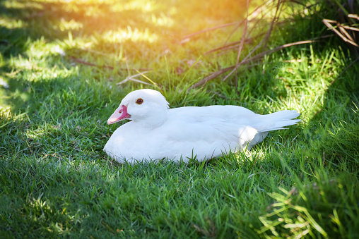 beautiful white duck lying on green grass in the garden field / sleeping white duck meadow in the sun