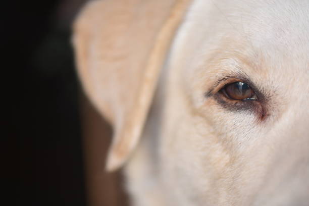 istock Close-up of a dog 1085857730