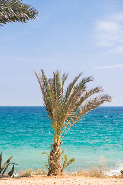 istock Palm Tree on the Beach in Cyprus. 1085863858
