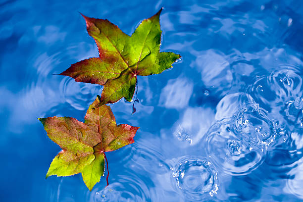 istock fall leaves on the rain in a puddle 108586652