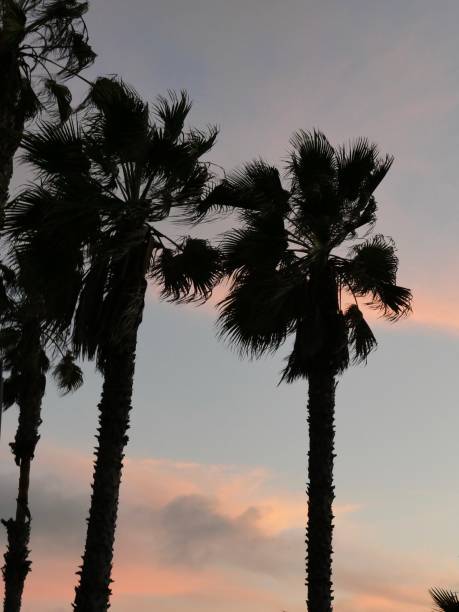 istock California Palm Trees 1085866572
