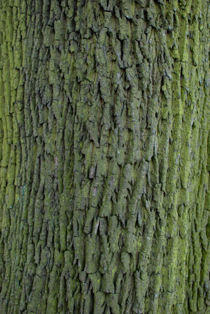 istock Background of green bark 1085867906