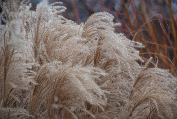 istock Stems of miscanthus sinensis in the wind 1085867934