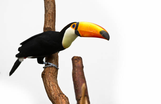 Toucan Toucan channel billed toucan stock pictures, royalty-free photos & images