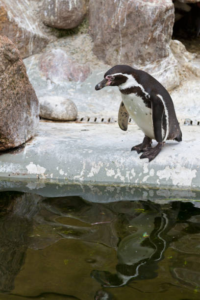 pinguino - sphenisciformes foto e immagini stock