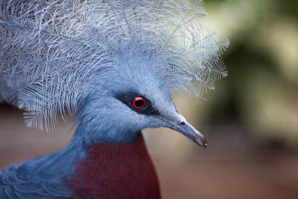 istock Victoria crowned pigeon 1085872990
