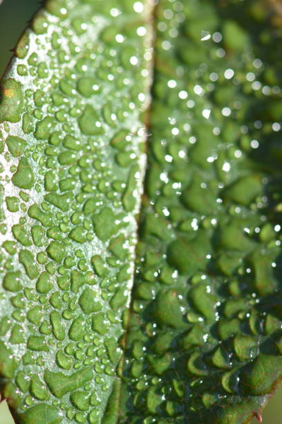 istock Drops of dew on leaves 1085873202