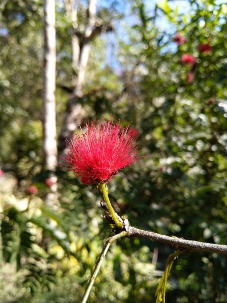 istock A beautiful red bright flower. 1085879214