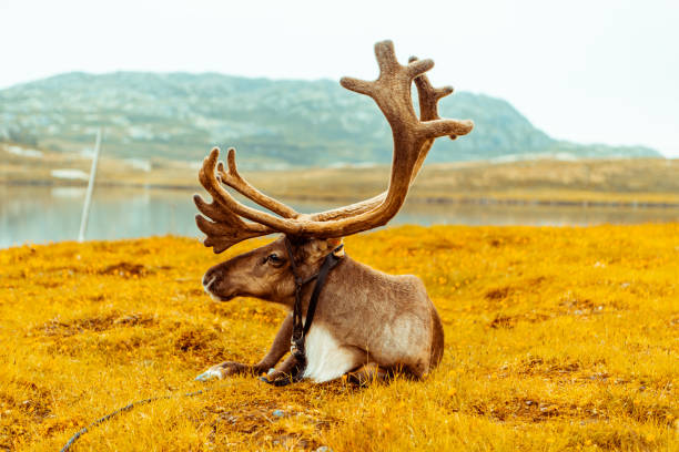 Skull of a reindeer with antlers kept as a trophy  seen outside the Kangerlussauaq airport which original was a US Airbase build during second world war and was a important link to Europe and today are home for air connections between Greenland and the rest of the world