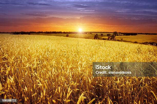 Puesta De Sol Sobre Campo De Trigo Foto de stock y más banco de imágenes de Puesta de sol - Puesta de sol, Cielo, Cielo dramático