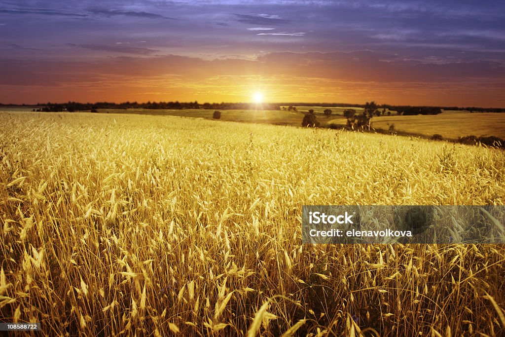 Coucher de soleil sur le champ de blé. - Photo de Coucher de soleil libre de droits