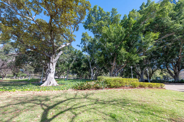 istock City park on a beautiful sunny day, Sydney 1085890410