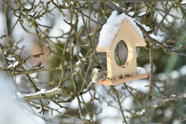 istock Bird titmouse feeding millet sunflower on fodder rack in winter snow 1085890556