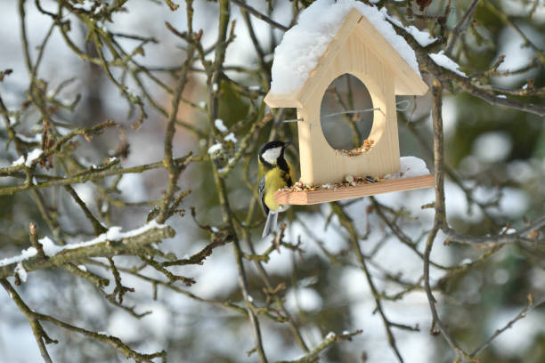 istock Bird titmouse feeding millet sunflower on fodder rack in winter snow 1085890580