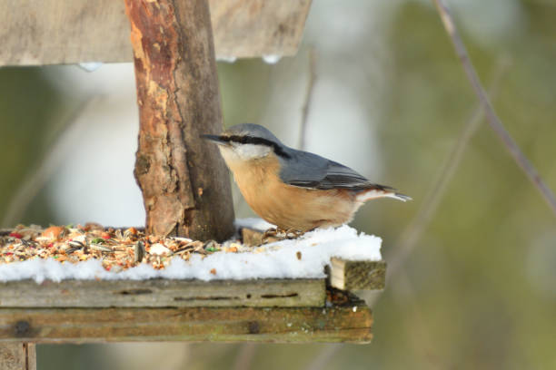 istock bird nuthatch eating seeds and millet on the rack feeder in winter 1085890624