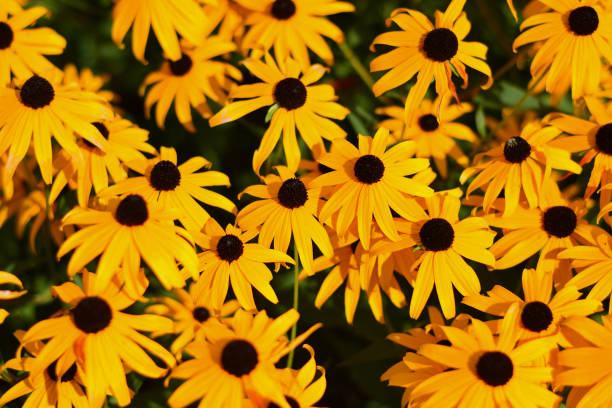 istock a spring of yellow color 1085894898