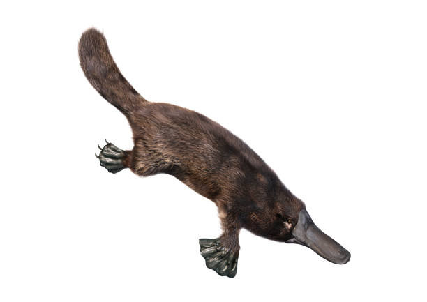 3D illustration platypus on white 3D rendering of a platypus or Ornithorhynchus anatinus isolated on white background duck billed platypus stock pictures, royalty-free photos & images
