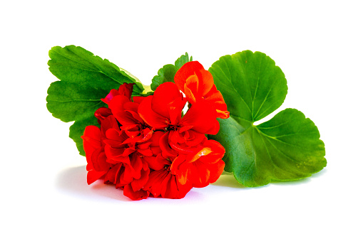 Flower red geranium isolated on white background