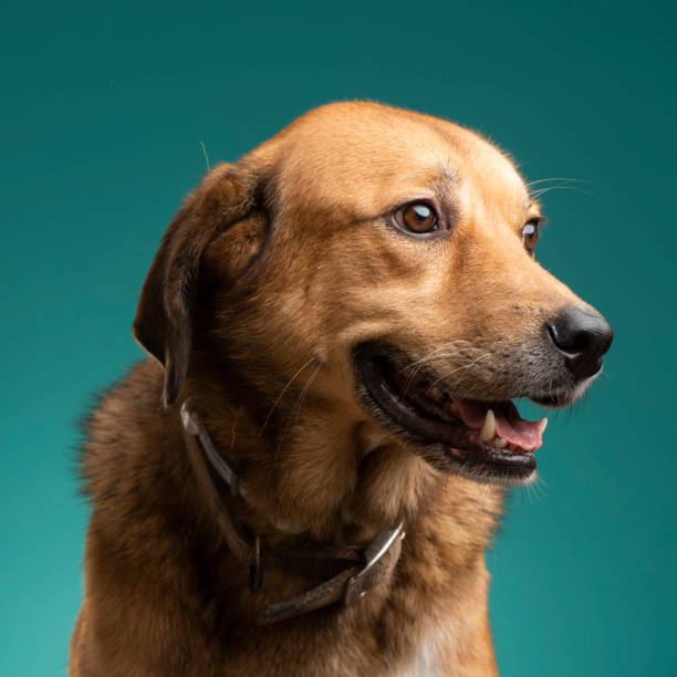 istock a brown dog in the studio 1085903622