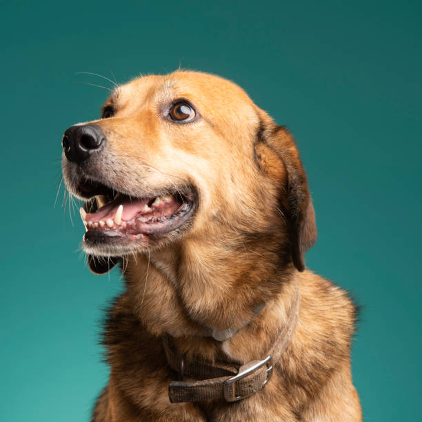 istock a brown dog in the studio 1085903642