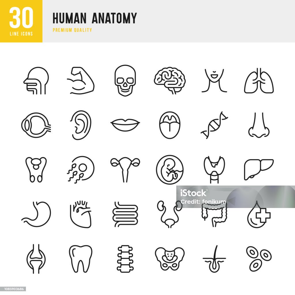 Human Anatomy - set of line vector icons Set of 30 Human body anatomy line vector icons. Head, Skull, Brain, Heart, Liver, Eye, Stomach, Lungs, Spine, Lips, Ear, Nose and so on Icon Symbol stock vector