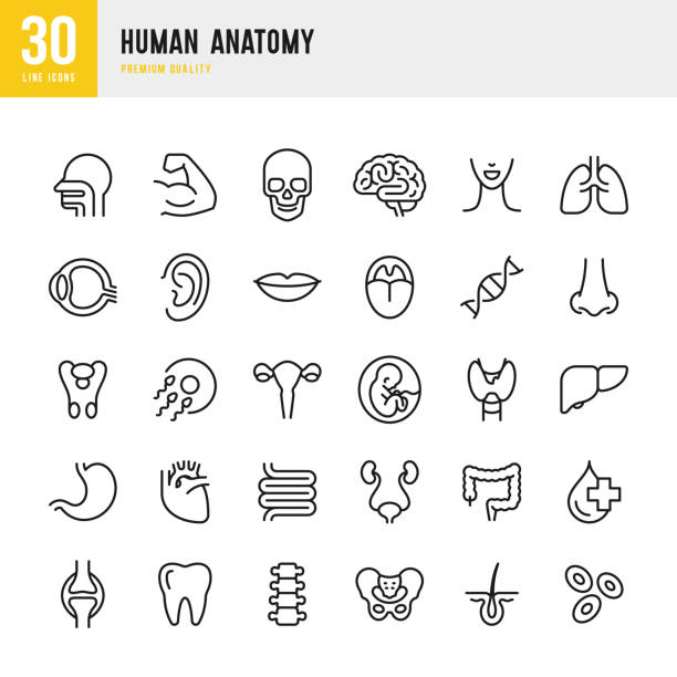 Human Anatomy - set of line vector icons Set of 30 Human body anatomy line vector icons. Head, Skull, Brain, Heart, Liver, Eye, Stomach, Lungs, Spine, Lips, Ear, Nose and so on body part stock illustrations