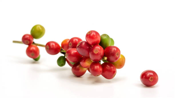 färsk arabica kaffebönor på en vit bakgrund. - coffe branch with beans bildbanksfoton och bilder