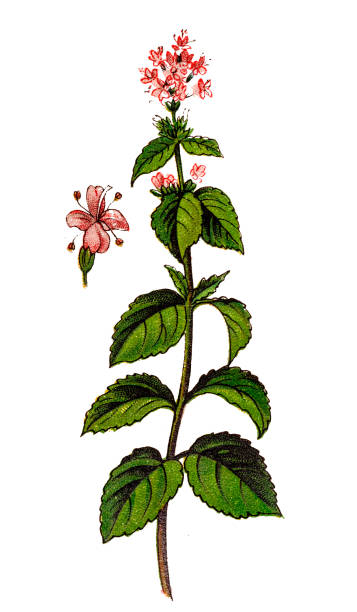 ilustraciones, imágenes clip art, dibujos animados e iconos de stock de mentha aquatica (menta acuática) - mentha aquatica