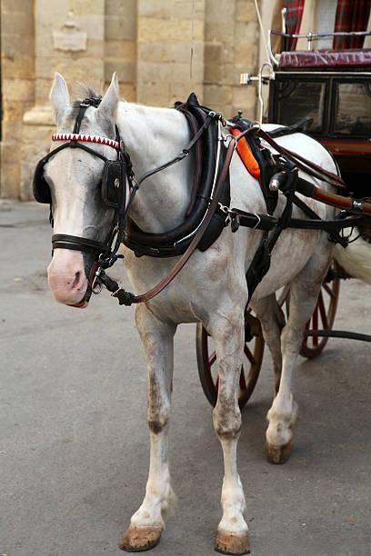 istock Maltese Karrozzin Horse 108591312