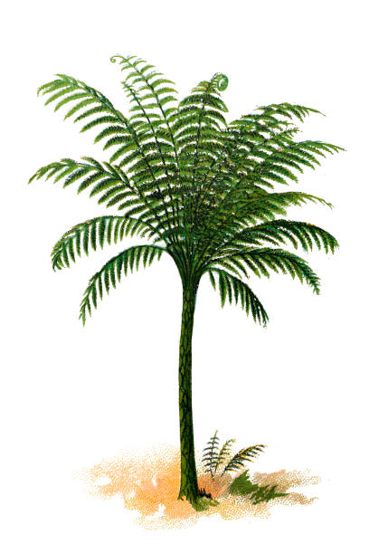 Cyathea crinita Illustration of a Cyathea crinita tree fern stock illustrations
