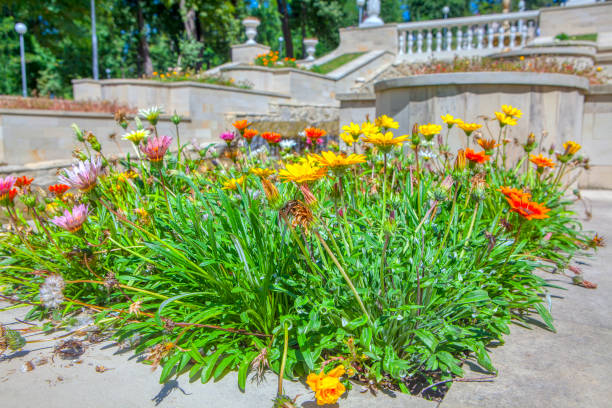 istock flowers in urban park 1085913944